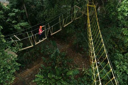 Ponts suspendus au-dessus de la canopée d’une forêt de nuage au Costa Rica.